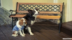 Русские фильмы и сериалы про животных